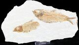 Knightia Fish Fossil From Wyoming #23721-1